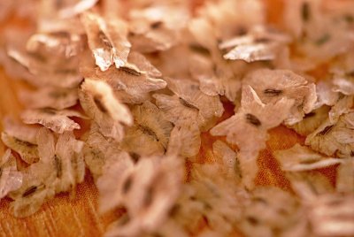 Paulownia tomentosa -paulovnie plstnatá - semena